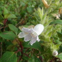 Strobilanthes rhamnifolia var. rhamnifolia (Nees) T. Anderson